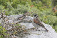 Emberiza capensis